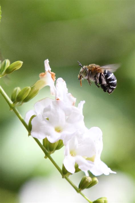 Blue Banded Bee by Aztil on DeviantArt