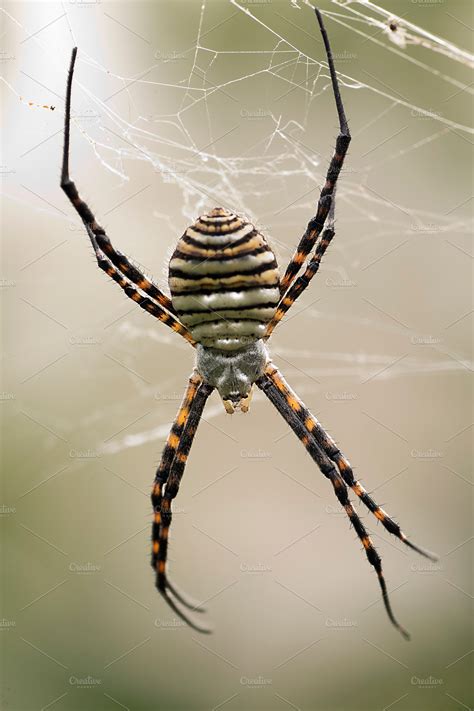 The spider species Argiope aurantia | Stock Photos ~ Creative Market