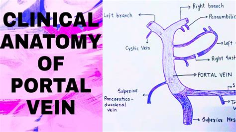 Portal Vein ( Clinical anatomy ) - YouTube