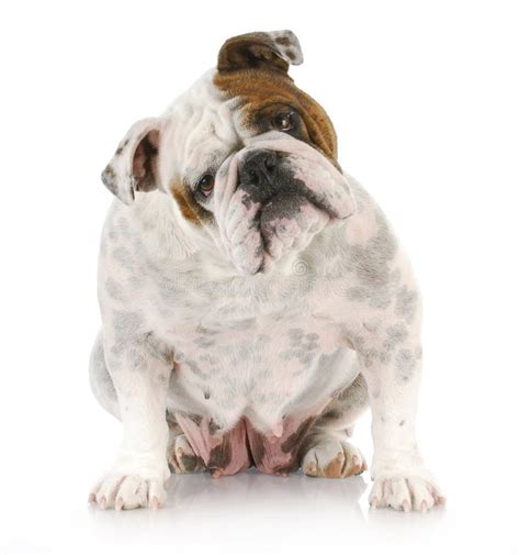 Dog with head tilted stock photo. Image of pedigree, pedigreed - 16316710