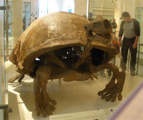 The largest land turtle that ever existed was Testudo atlas (“Atlas tortoise”), also known as ...