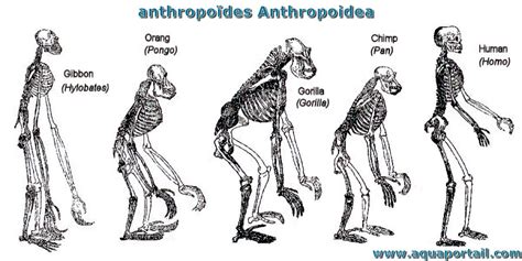 Anthropoïde : définition et explications