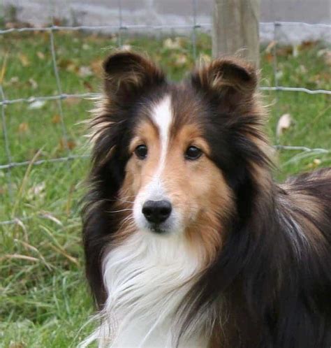 17 Border Collie Mixes: Charming & Charismatic Collie Combos! | Border collie mix, Collie mix ...