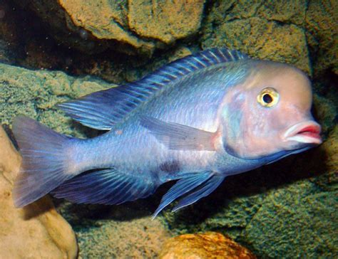 Blue Dolphin Large Cichlid | Arizona Aquatic Gardens