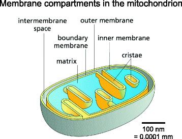 Membrane compartments in the mitochondrion. The outer membrane... | Download Scientific Diagram