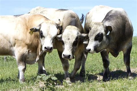 Three piedmontese cows. Piedmontese is a breed of cattle from the region of Piedmont, in north ...