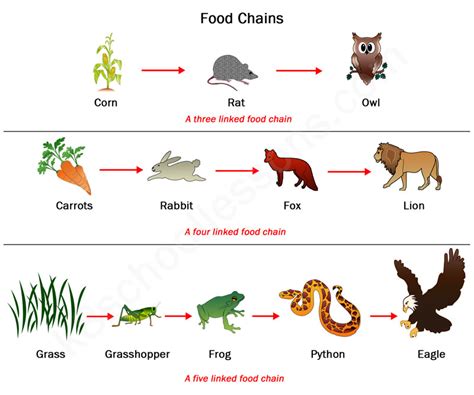 Food Chain Cycle