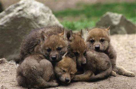 498 best images about Wolf Pups on Pinterest | Wolves, Coyotes and A wolf