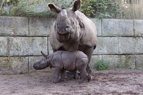 First ever baby Indian rhino born in Ireland — at Fota Wildlife Park