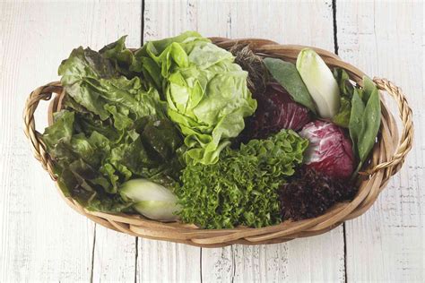 16 Types of Lettuce Varieties