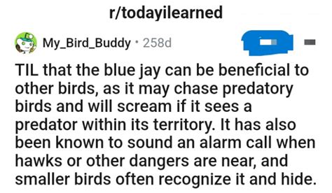 Meet The Blue Jay, A Bird That Sounds An Alarm Call When Hawks Or Other Dangers Are Near, And ...