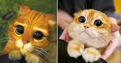 This adorable cat with gigantic round eyes looks like a clone of Puss ...