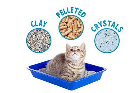 Cat Litter 101: Different Types of Cat Litter Available