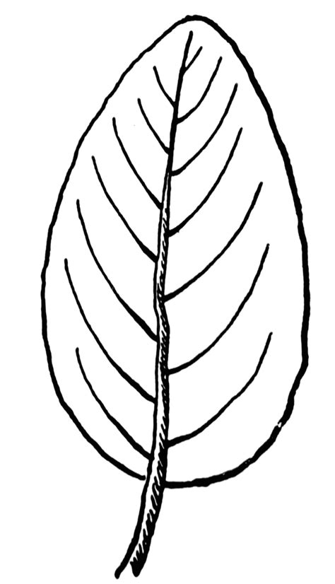 Ovate Leaf Shape | ClipArt ETC