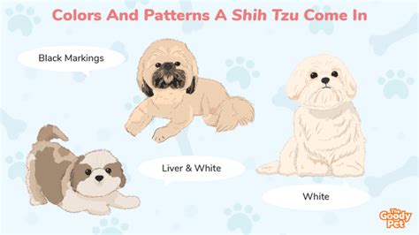 27 Gorgeous Colors And Patterns Of A Shih Tzu - The Goody Pet