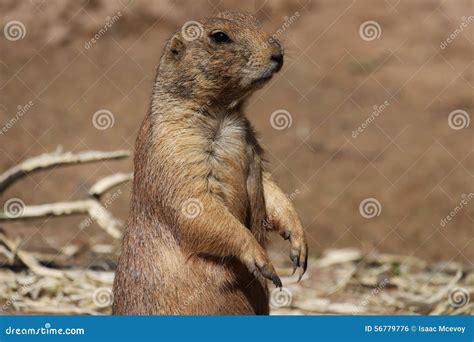 Prairie dog stock photo. Image of predators, duty, brown - 56779776