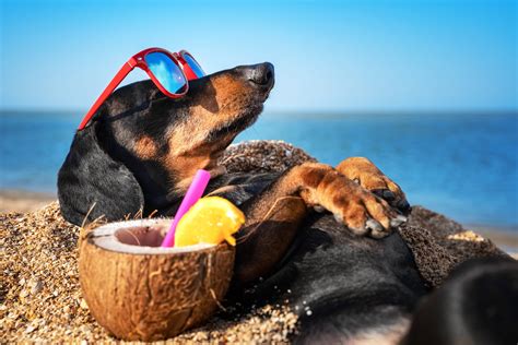 9 Top Hot Weather Dog Breeds: With Pictures & Facts – Dogster