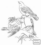 Finch Coloring Page At GetDrawings  Free Download sketch template