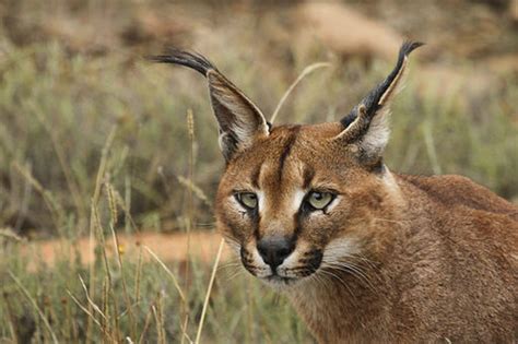 Caracal - Adaptations and Facts | Owlcation