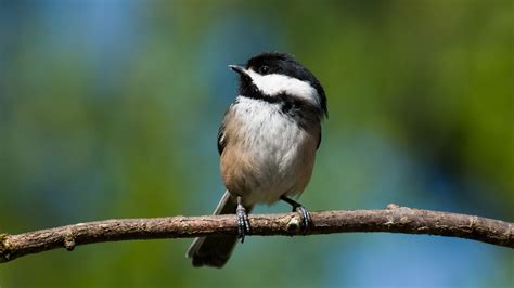 Species Spotlight: Black-Capped Chickadee