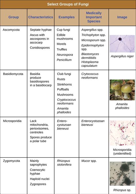 4.3 Fungi – Allied Health Microbiology