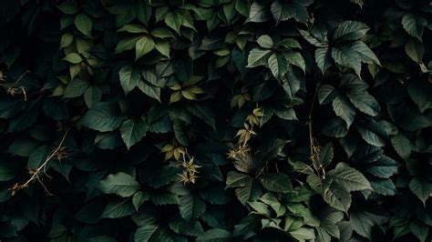 leaves, green, plant, dark, shade, 4k HD Wallpaper