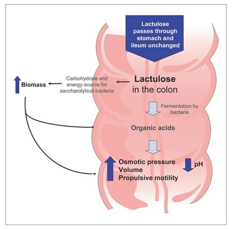 Lactulose Mechanism Of Action