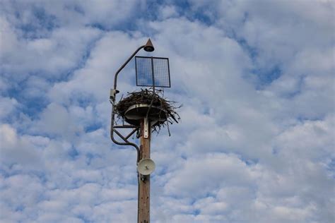 Beloved Cowlitz PUD ospreys celebrate successful fledgling