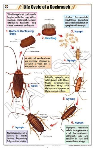 Life Cycle Of Cockroach Chart Dimensions: 58 A 90 Centimeter (cm) at ...