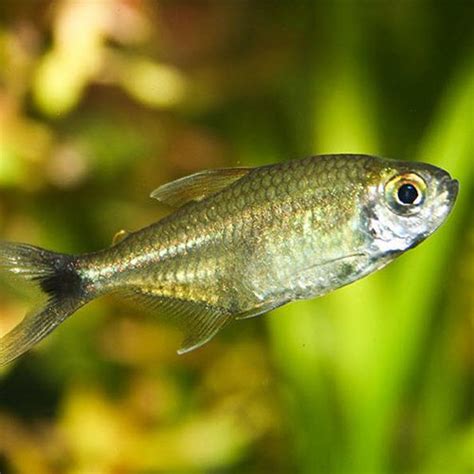 Gold Tetras From Surinam - Jack Wattley Discus