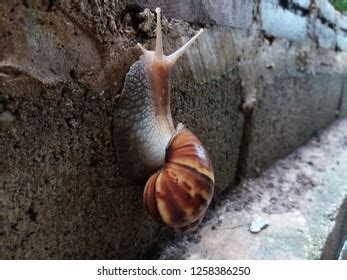 Snail Slides On Wall Animal Invertebrates Stock Photo 1258386250 ...