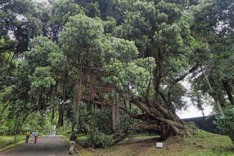 Metrosideros excelsa — Jardim Botânico José do Canto