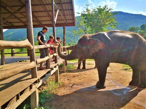 Elephant Sanctuary Park Near Bangkok Single Day Tour