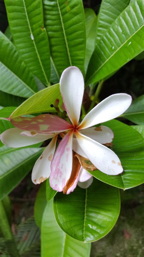 Tropical Plants: 10+ of the Most Unique Flora You'll Ever See - JolyseBarnett.com