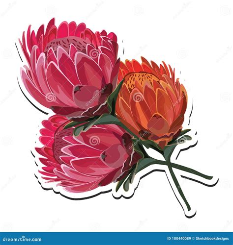 Protea Pink and Orange Flower Bouquet Vector Illustration Stock Vector - Illustration of clipart ...