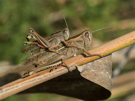 What Is The Difference Between Grasshoppers and Crickets?