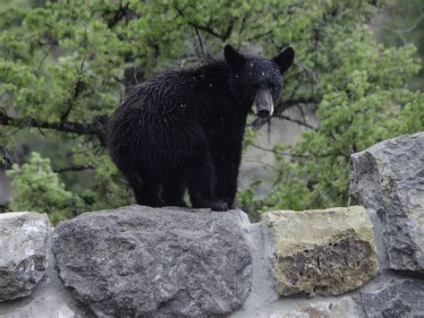 Black Bear in Yellowstone National Park | Smithsonian Photo Contest ...