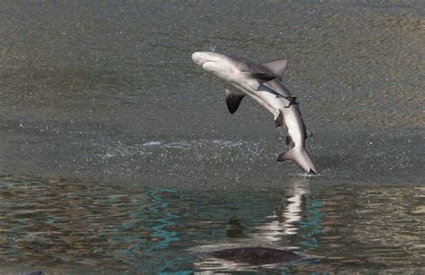 Spinner Shark l Startling Feeding - Our Breathing Planet