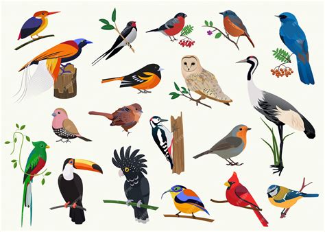 Premium Vector | Various cartoon birds collection for any visual design.