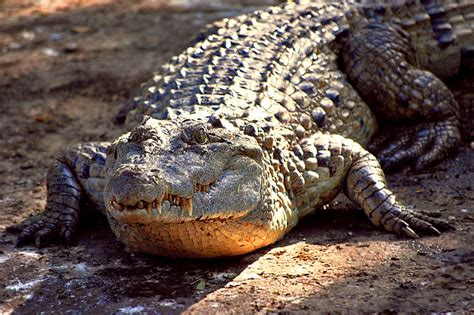 Phillippine Crocodile | Discover Animals