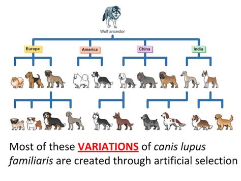 Evolution: Artificial Selection