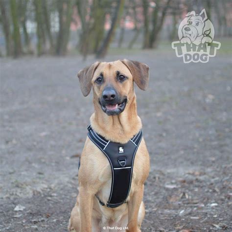 Working Dog Harness – That Dog