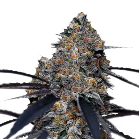 San Fernando Valley x Purps Growers Choice FEM | Original Seeds Store