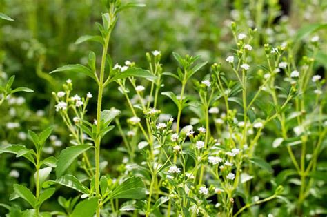 Growing Stevia: Varieties, Planting Guide, Care, Problems, and Harvest