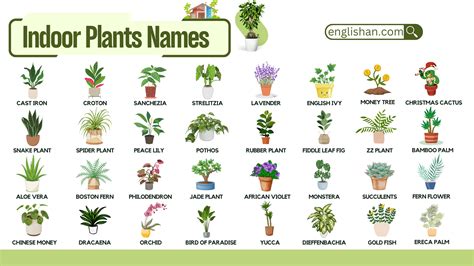 Common Indoor Plants Names with Pictures - Englishan