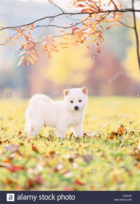 Shiba Inu Puppy Stock Photos & Shiba Inu Puppy Stock Images - Alamy