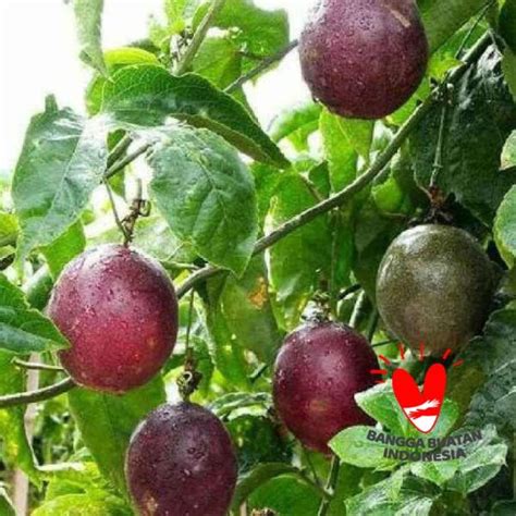 Jual Kw Super Bibit Tanaman Buah Markisa Ungu Best! di Seller griya ...