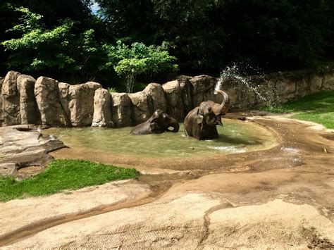 A Day in the Life of an Elephant Keeper | Smithsonian's National Zoo ...