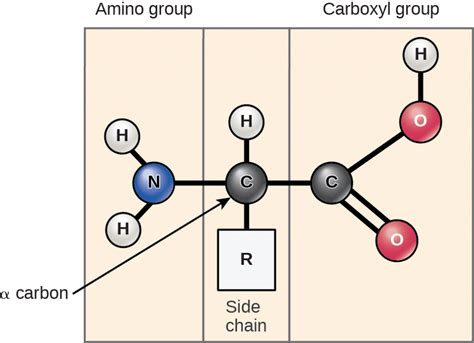 2.4 Protein – Fundamentals of Anatomy and Physiology