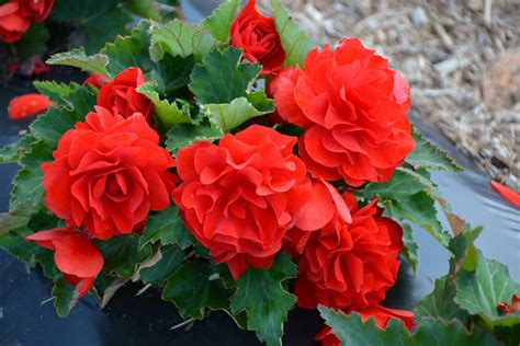 Nonstop Red Begonia (Begonia 'Nonstop Red') in Lethbridge Coaldale Taber Cardston Pincher Creek ...